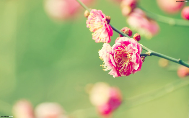 Pink flower branch bokeh macro free wallpaper for desktop - medium preview image