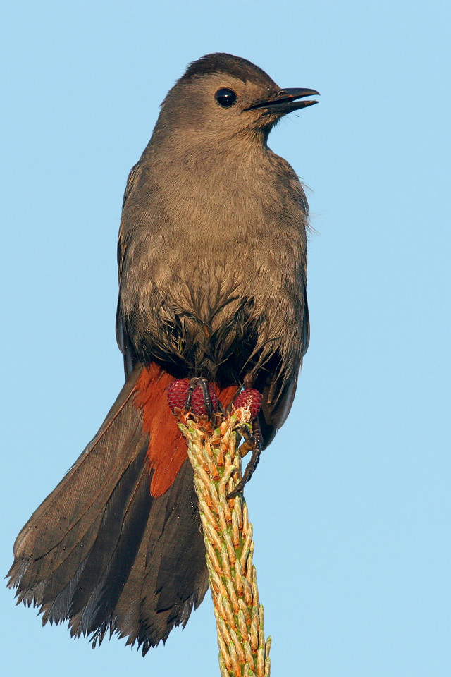 Bird plant wings spread head free wallpaper for mobile - medium preview image