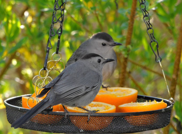 Two birds bird feeder eating free wallpaper for desktop - medium preview image
