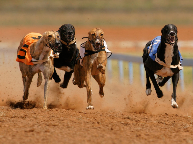 Three dogs racing dirt track free wallpaper for desktop - medium preview image