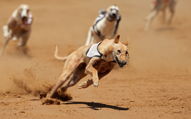Dog running dirt other dogs free wallpaper for desktop - medium preview image