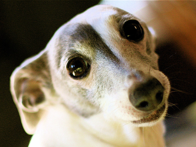 Dog black white nose white free wallpaper for desktop - medium preview image