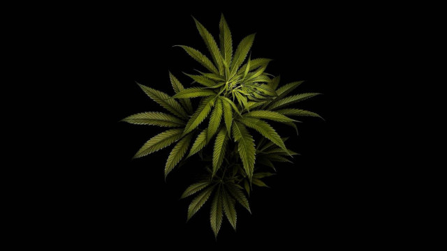 Green plant dark black background free wallpaper for desktop - medium preview image