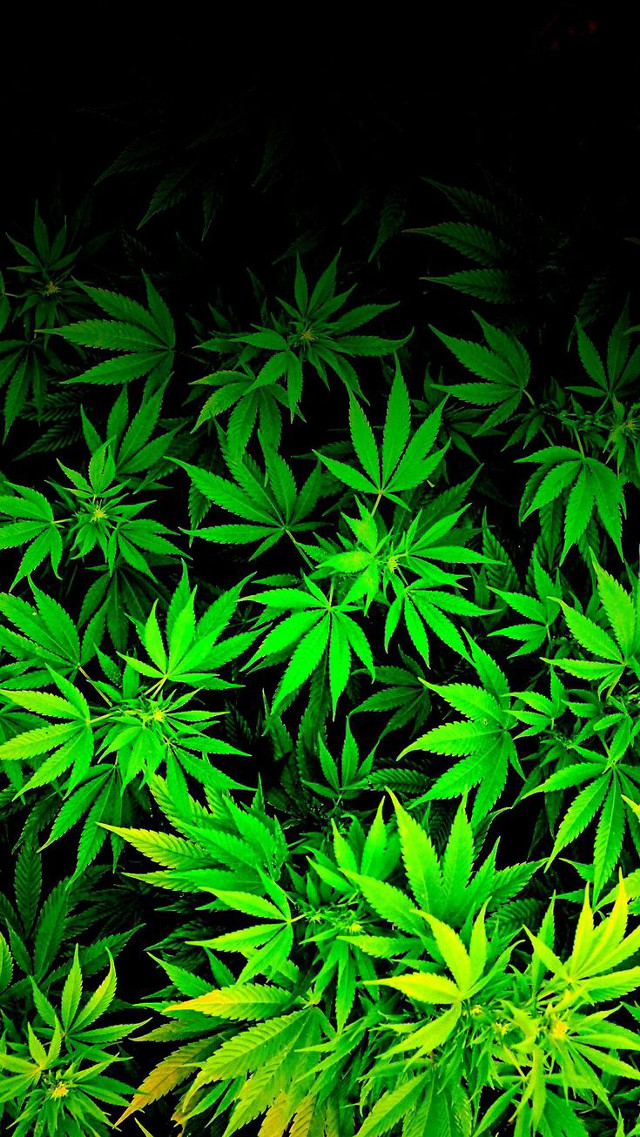 Green plants dark room black free wallpaper for mobile - medium preview image