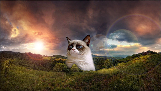 Cat field rainbow clouds blue free wallpaper for desktop - medium preview image