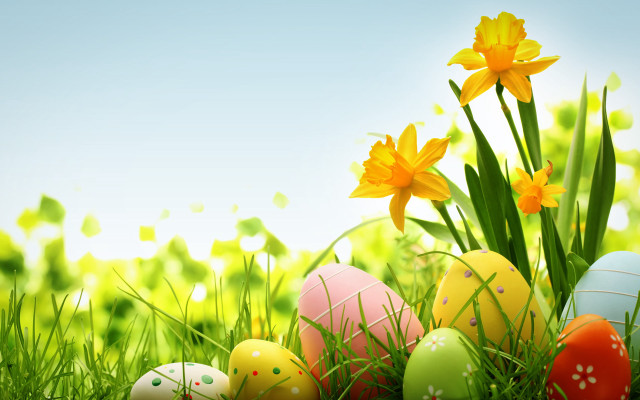 Eggs grass daffodils blue sky free wallpaper for desktop - medium preview image