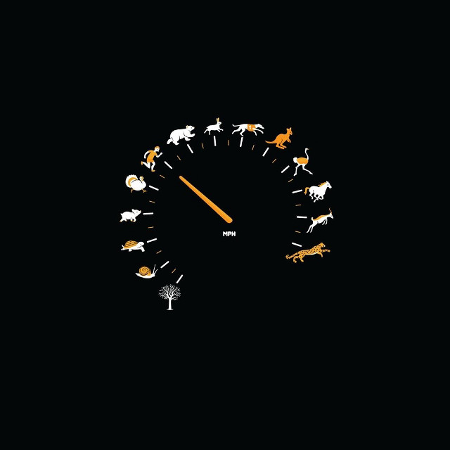 Clock animals night time lapse free wallpaper for tablet - medium preview image