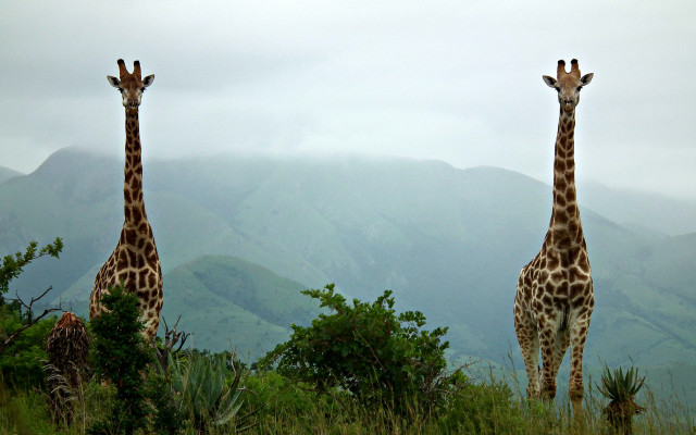 Giraffes field mountains trees nature free wallpaper for desktop - medium preview image
