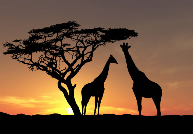 Giraffes tree sunset dawn nature free wallpaper for desktop - medium preview image