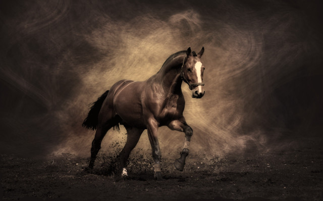 Horse running field dust black #3 free wallpaper for desktop - medium preview image