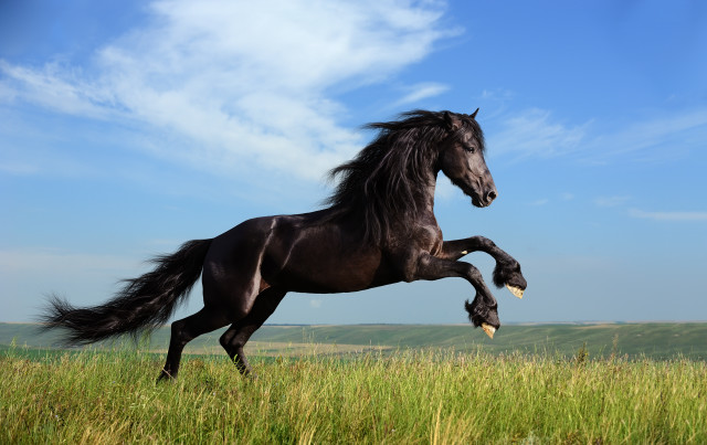 Black horse galloping field neoclassicism free wallpaper for desktop - medium preview image