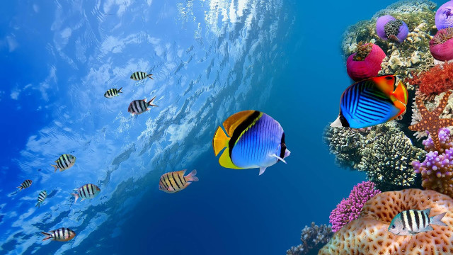 Fish swimming colorful coral reef free wallpaper for desktop - medium preview image