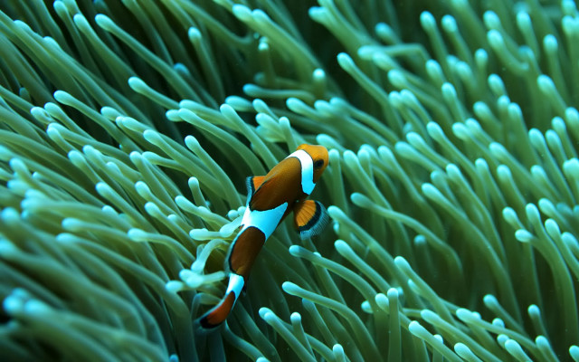 Clown fish swimming near anemone free wallpaper for desktop - medium preview image