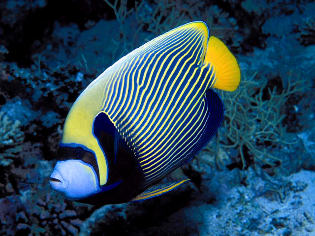 Blue yellow fish coral reef #5 free wallpaper for desktop - medium preview image