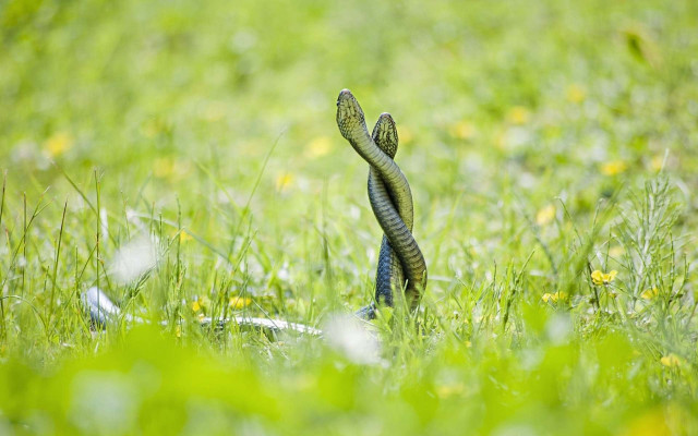 Snake grass cobra blurry nature free wallpaper for desktop - medium preview image
