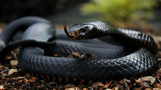 Black cobra snake curled tongue free wallpaper for desktop - medium preview image