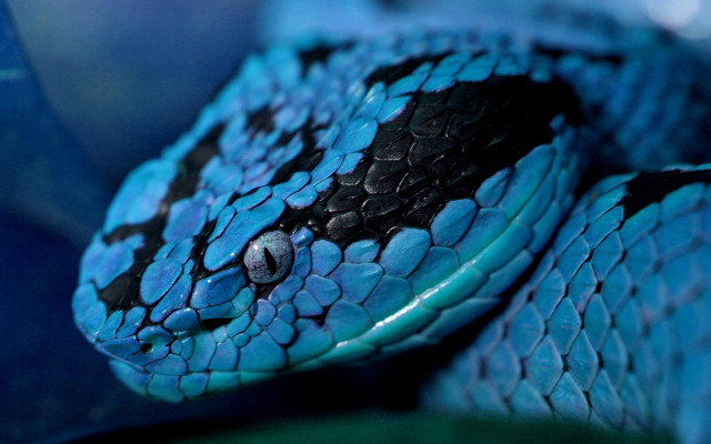 Blue snake black spots head free wallpaper for desktop - medium preview image
