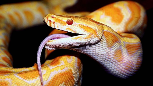 Yellow white snake mouth open free wallpaper for desktop - medium preview image