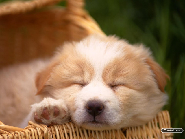 Small dog sleeping basket grass free wallpaper for desktop - medium preview image