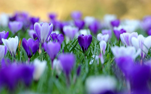 Purple white flowers green leaves free wallpaper for desktop - medium preview image