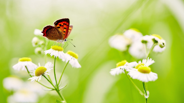 Butterfly flower field green grass free wallpaper for desktop - medium preview image
