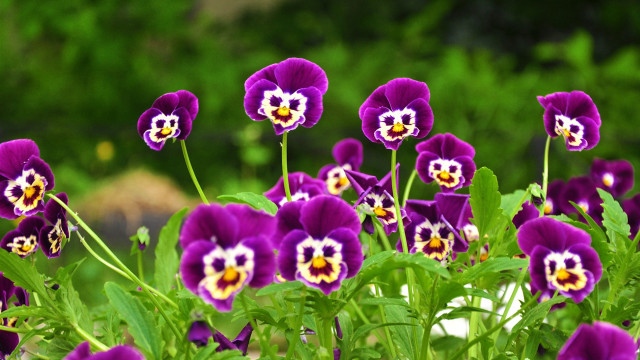 Purple flowers garden blurry background #2 free wallpaper for desktop - medium preview image