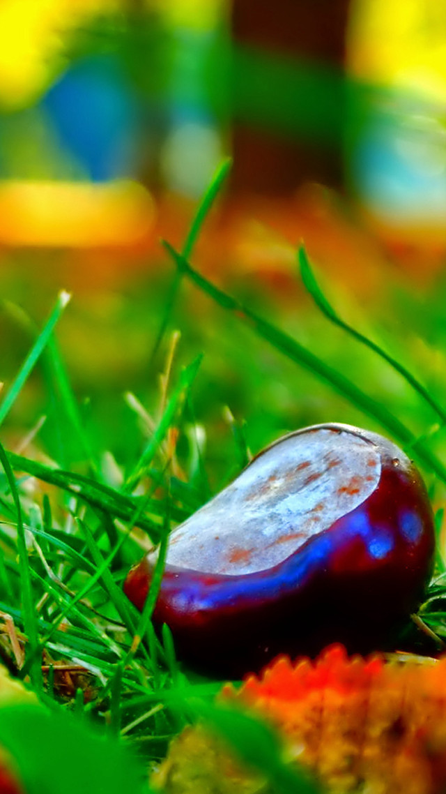 Fruit closeup grass blurry background free wallpaper for mobile - medium preview image