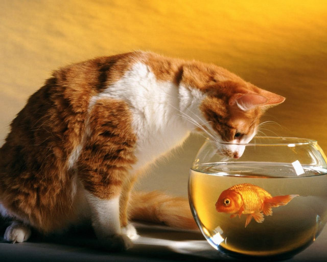 Cat looking fish bowl water free wallpaper for desktop - medium preview image