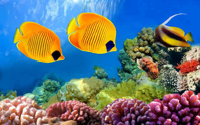 Yellow fish coral reef underwater free wallpaper for desktop - medium preview image