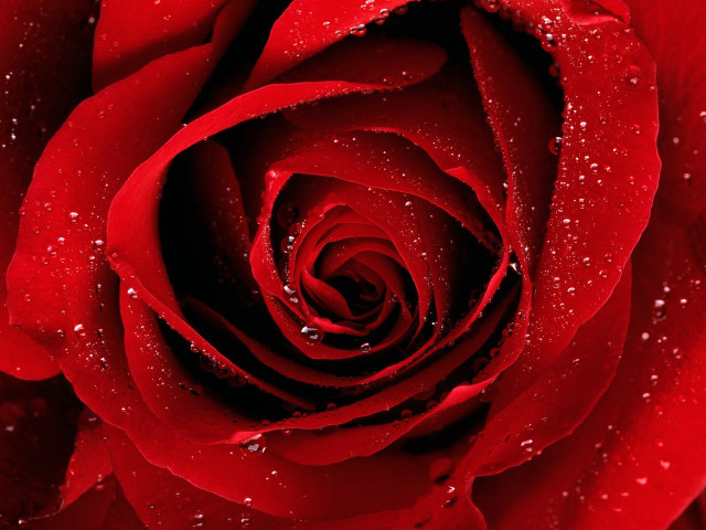 Red rose water droplets black #7 free wallpaper for desktop - medium preview image