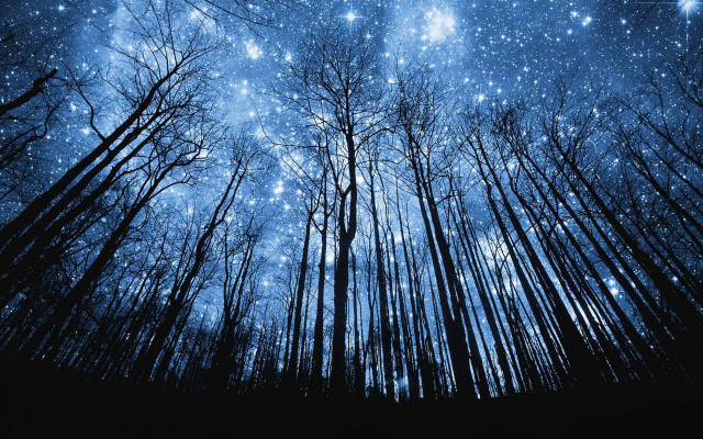 Night sky stars trees forest free wallpaper for desktop - medium preview image