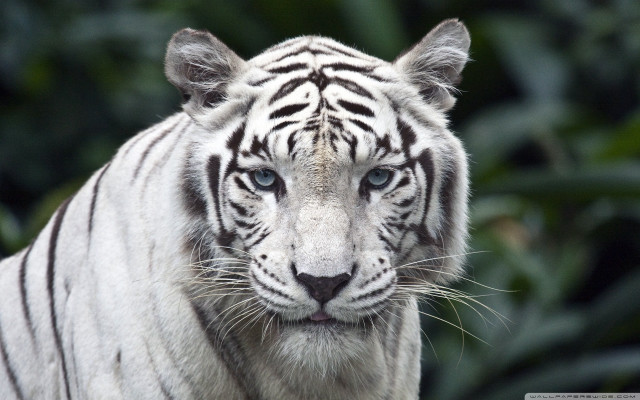 White tiger blue eyes blurry #3 free wallpaper for desktop - medium preview image
