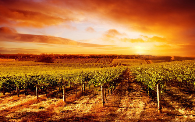 Sunset vineyard vines cloudy sky free wallpaper for desktop - medium preview image