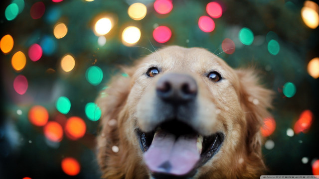 Dog mouth open christmas tree free wallpaper for desktop - medium preview image