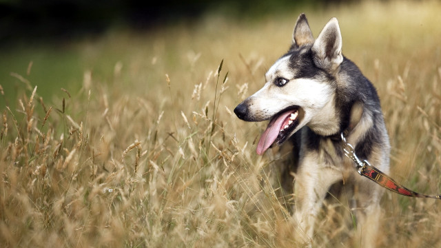 Husky dog tongue out field free wallpaper for desktop - medium preview image