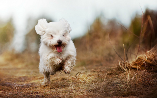 Small white dog running field free wallpaper for desktop - medium preview image