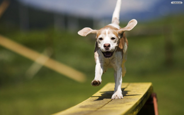 Dog running bench grass blurry free wallpaper for desktop - medium preview image