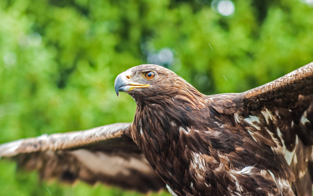 Bird of prey with wings free wallpaper for desktop - medium preview image