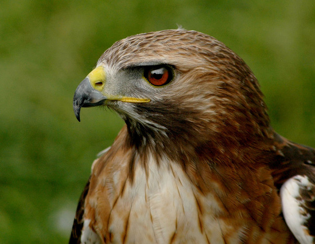 Bird of prey green background free wallpaper for desktop - medium preview image