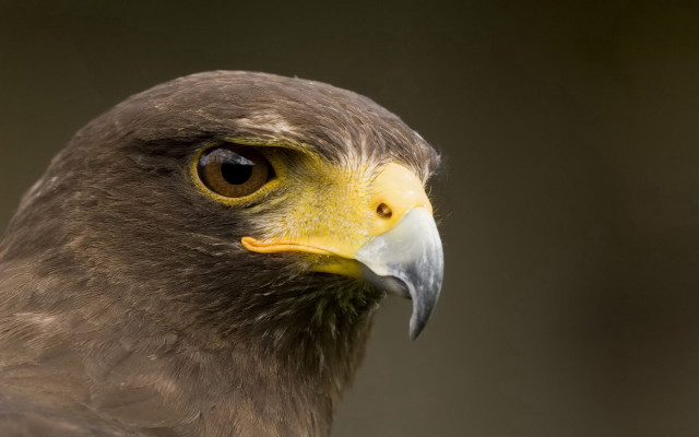 Bird prey yellow beak brown #3 free wallpaper for desktop - medium preview image