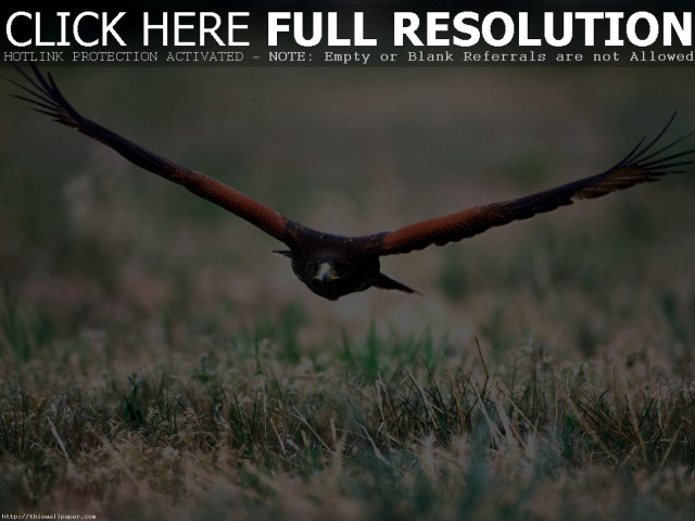 Bird flying wings grass nature free wallpaper for desktop - medium preview image