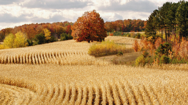 Wheat field trees background clouds free wallpaper for desktop - medium preview image