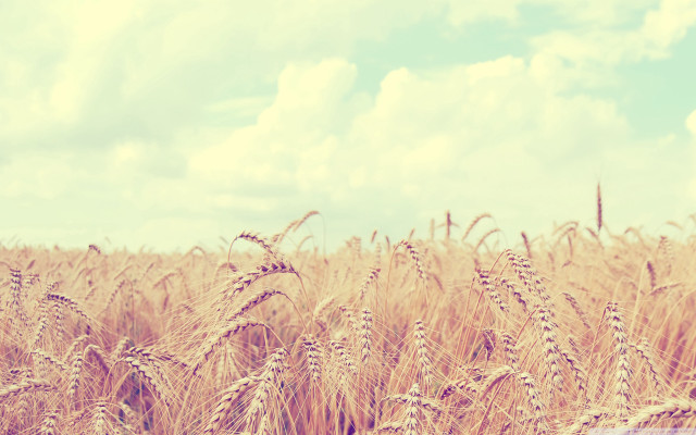 Wheat field cloudy blue sky free wallpaper for desktop - medium preview image