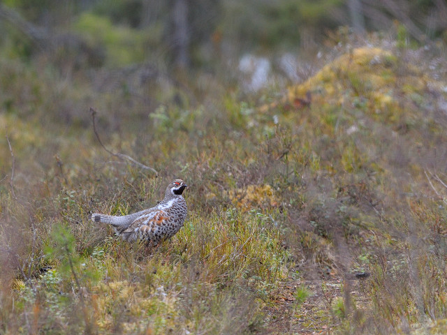 Bird field tallgrass weeds closed free wallpaper for desktop - medium preview image