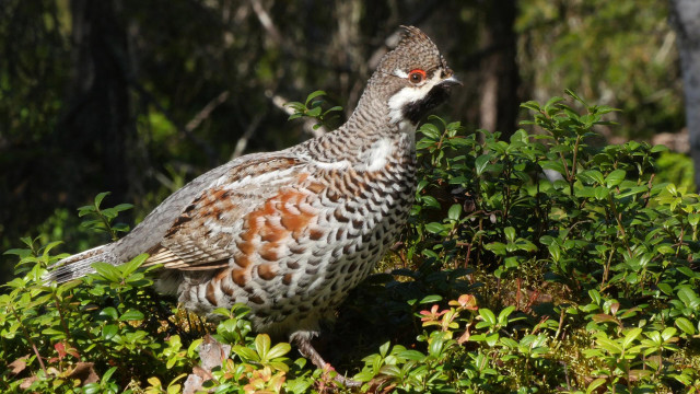 Bird forest greenery red eyes free wallpaper for desktop - medium preview image