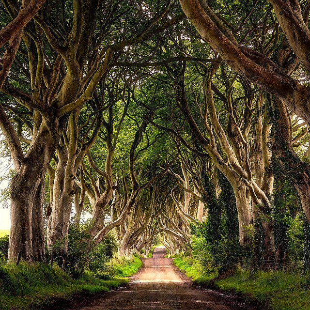 Dirt road surrounded by trees #5 free wallpaper for tablet - medium preview image