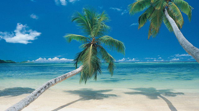 Palm tree beach blue water free wallpaper for desktop - medium preview image