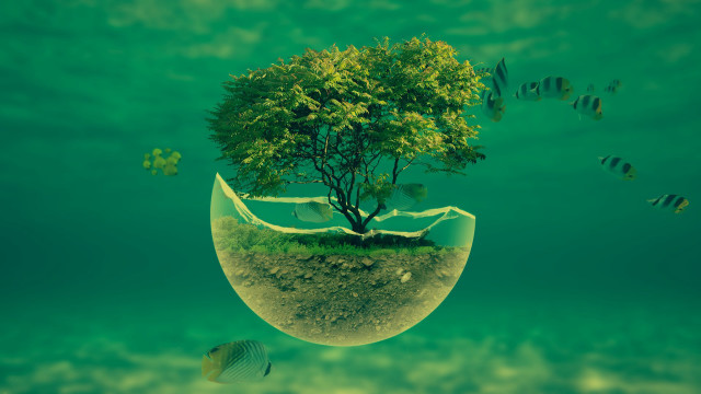 Tree bowl fish swimming around free wallpaper for desktop - medium preview image