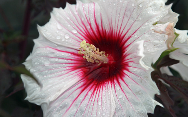 White red flower water droplets free wallpaper for desktop - medium preview image