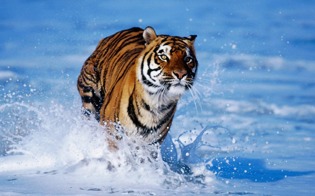 Tiger running water wild nature free wallpaper for desktop - medium preview image
